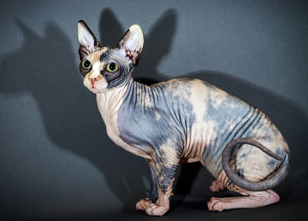 Mèo Sphynx thuần chủng