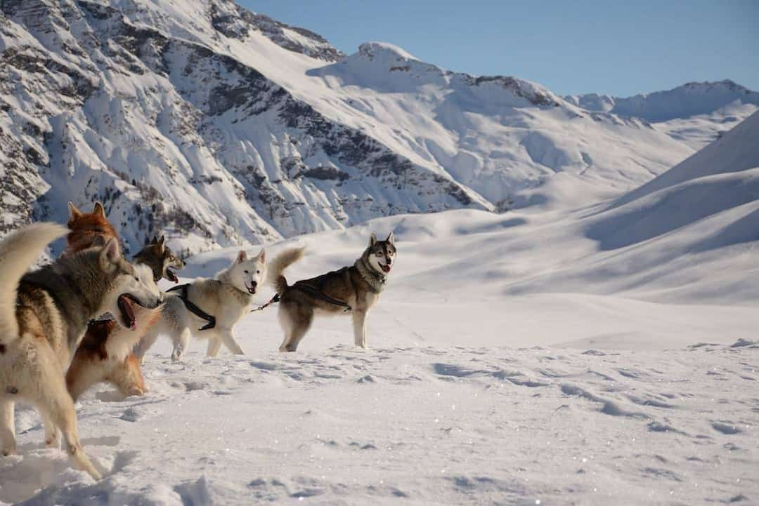 Chó Husky bị bệnh