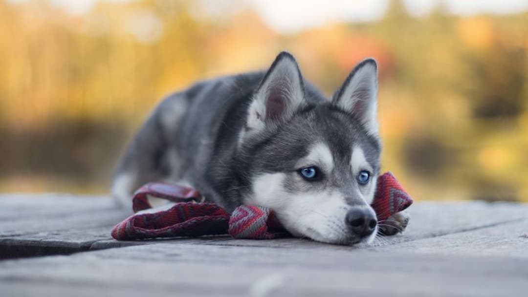 Với chó Husky từ 3-6 tháng tuổi