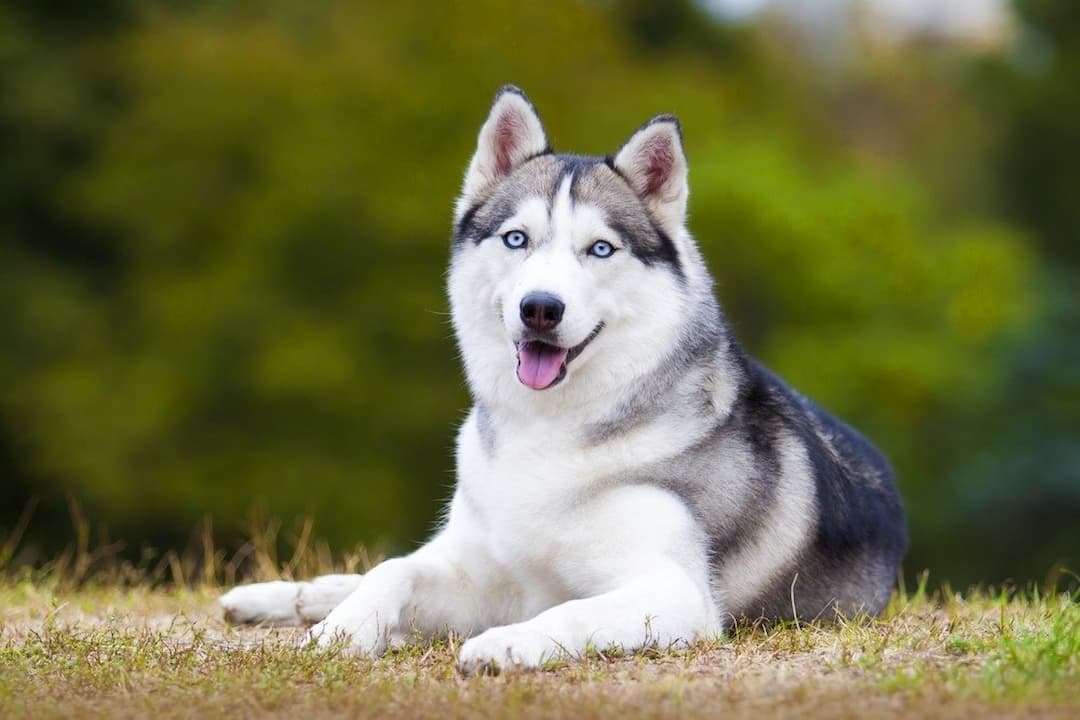 Husky là một trong những giống chó đầu tiên được Thú Kiểng