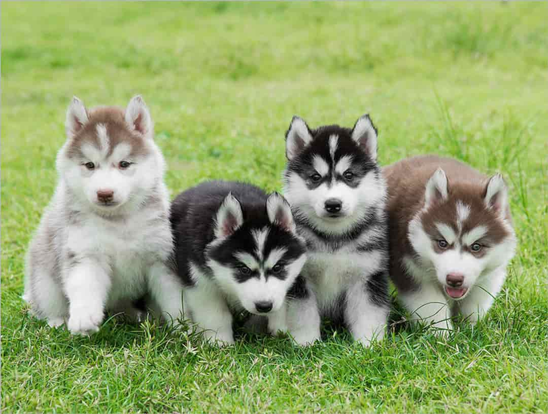 Địa chỉ mua chó Husky uy tín