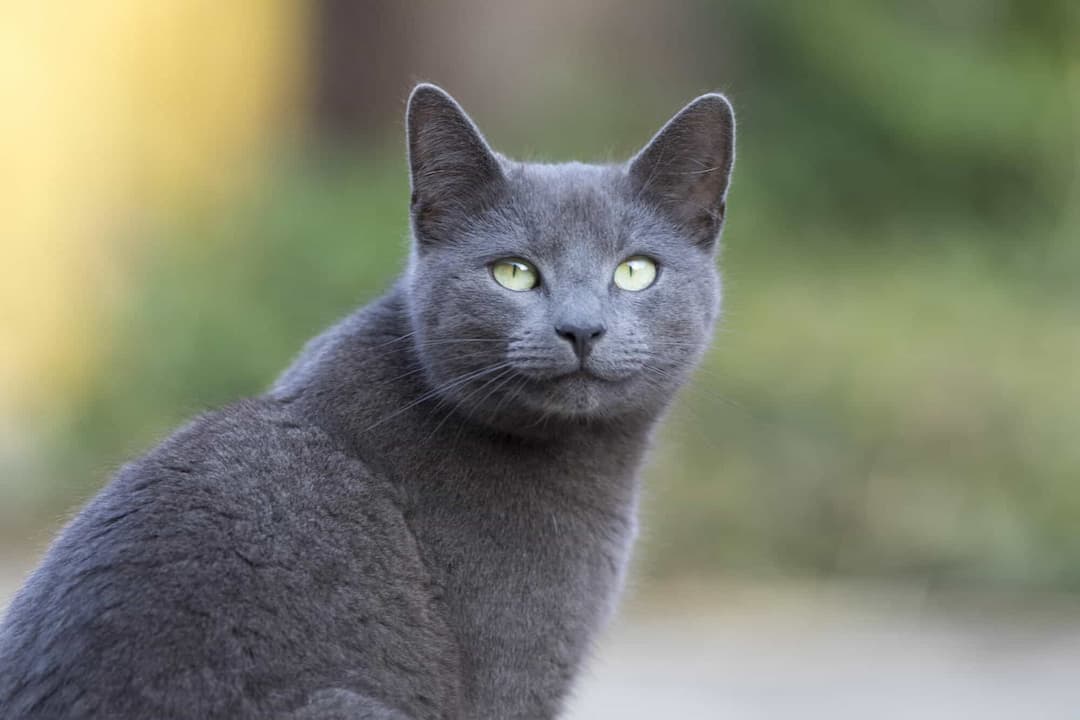 Mèo Russian Blue