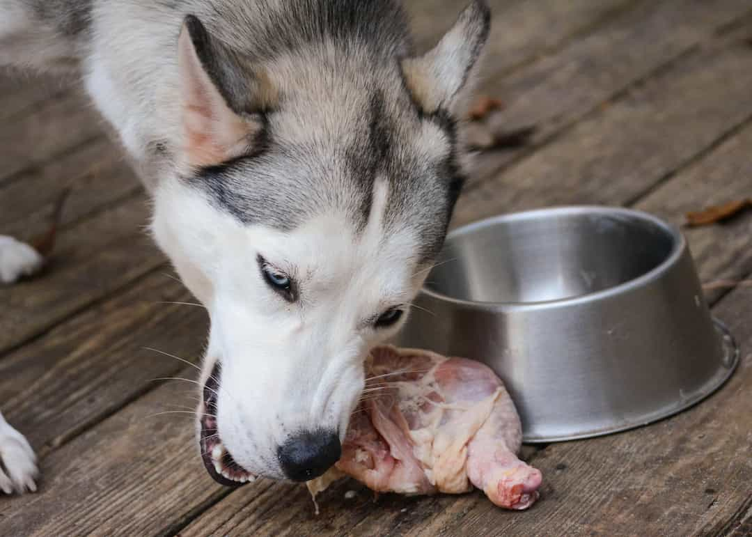 Thịt là thức ăn chó Husky thích nhất