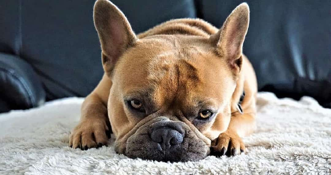 Các bệnh thường gặp ở chó bulldog