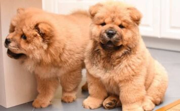 Các bệnh thường gặp ở chó Ngao Tây Tạng mà bạn cần biết Các bệnh thường gặp ở chó ngao tây tạng