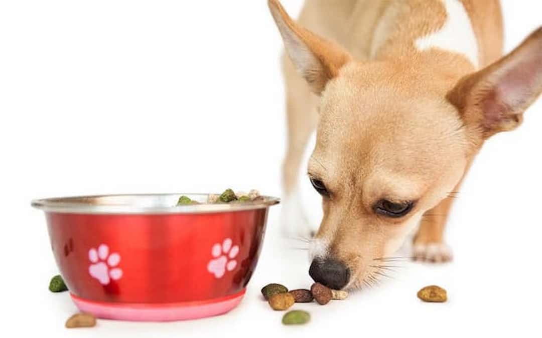 nhu cầu dinh dưỡng của Chihuahua