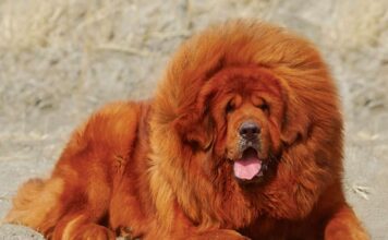 Chó Ngao Tây Tạng thích ăn gì? Chế độ dinh dưỡng phù hợp? Chó ngao tây tạng thích ăn gì