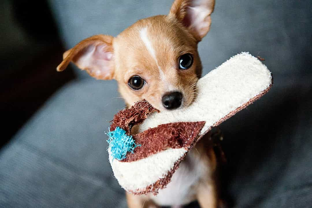 Chênh lệch về giá của chó Chihuahua