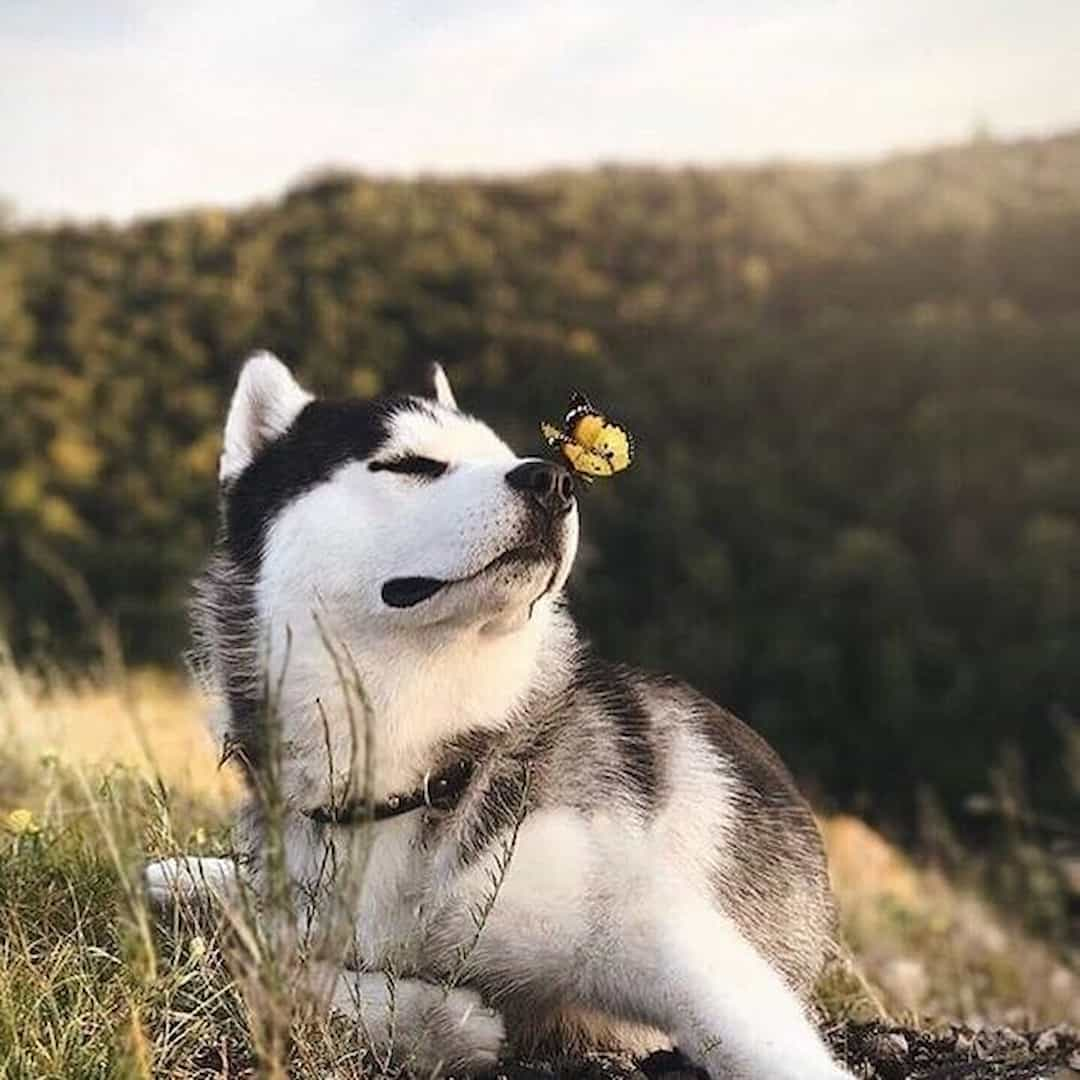 Cập nhật giá chó Husky mới nhất hiện nay