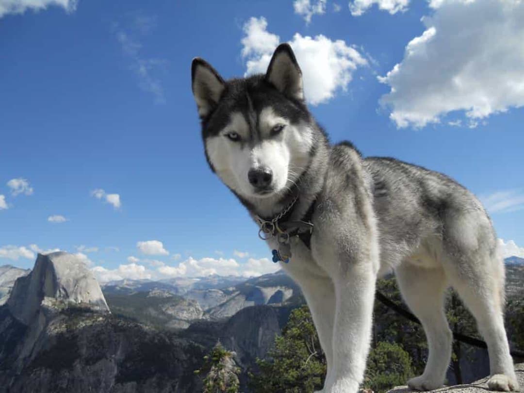 Cách để mua được chó Husky chất lượng nhất