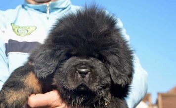 Giá chó Ngao Tây Tạng và sự thật về chú chó Ngao 99 tỷ đồng Giá chó Ngao Tây Tạng