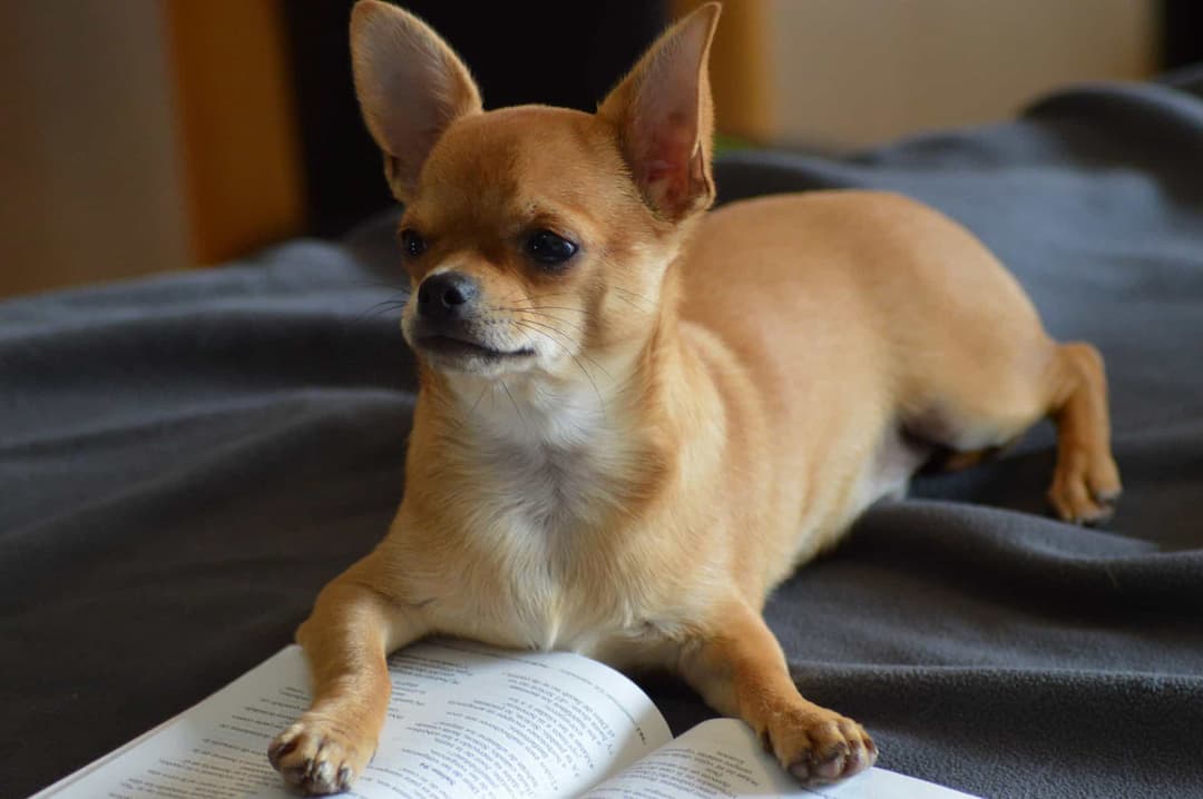 Hướng dẫn nuôi chó Chihuahua chi tiết nhất