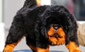 Cách nuôi chó Ngao Tây Tạng và huấn luyện cho đạt hiệu quả cao Kinh nghiệm nuôi chó ngao tây tạng