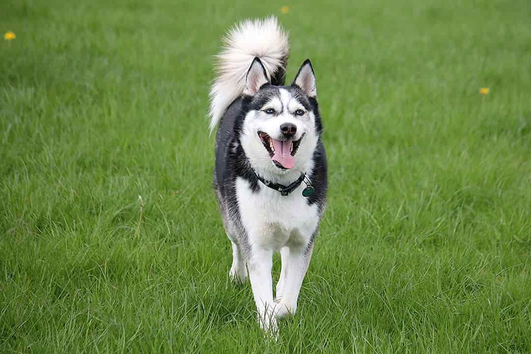 Tính cách chó Husky