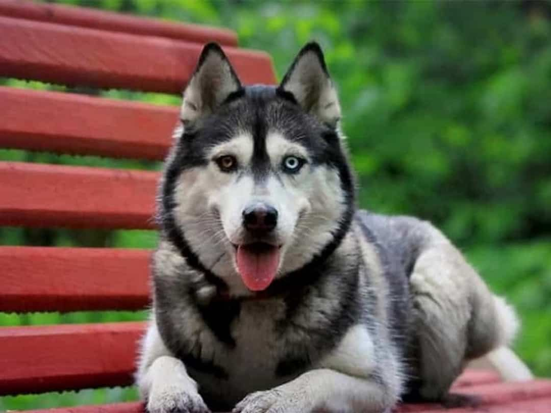 Dành thời gian tập luyện thể dục cùng chó Husky mỗi ngày