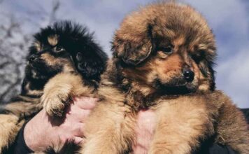 Tính cách chó Ngao Tây Tạng và cách huấn luyện cho Ngao Đặc điểm tính cách chó Ngao Tây Tạng