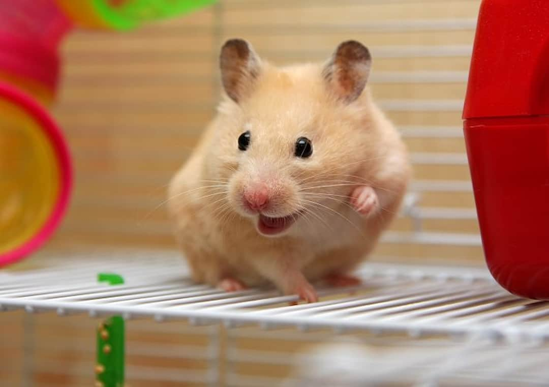 7 bệnh thường gặp ở Hamster mà bạn cần biết để phòng tránh