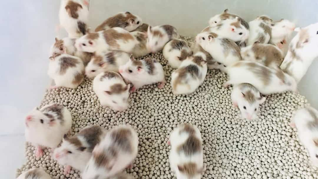 Các giống chuột hamster phổ biến được yêu thích tại Việt Nam hiện nay