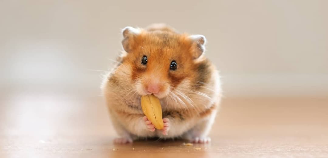 Chuột Hamster mang thai bao lâu?