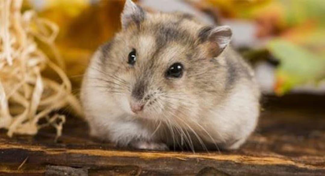 Cách nhận biết Hamster có thai, mang bầu, sắp đẻ