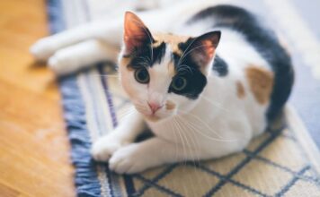 Cách nhận biết mèo tam thể – các đặc điểm cơ bản nhất Cách nhận biết mèo tam thể