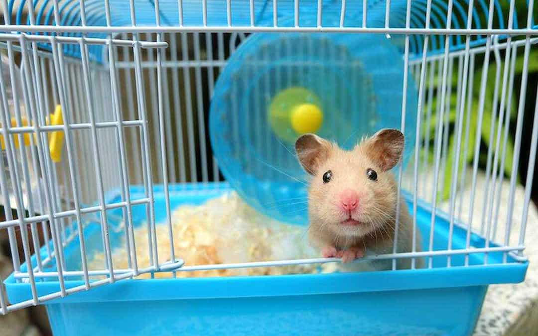 Điều trị bệnh thường gặp cho hamster