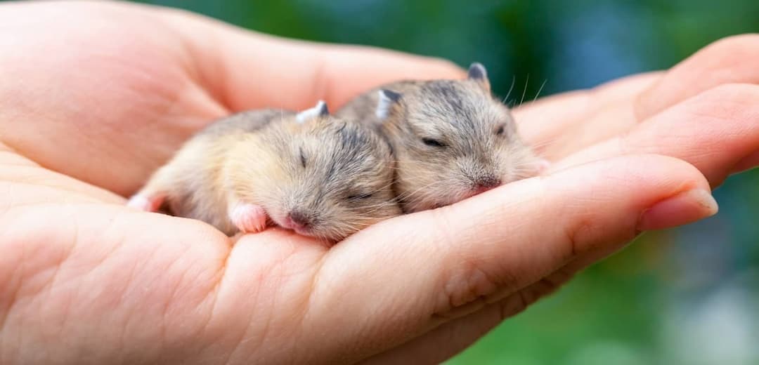 Chuột Hamster thích vui đùa.