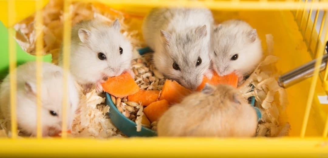 Chuột hamster ăn gì? Chế độ dinh dưỡng cho chuột Hamster?