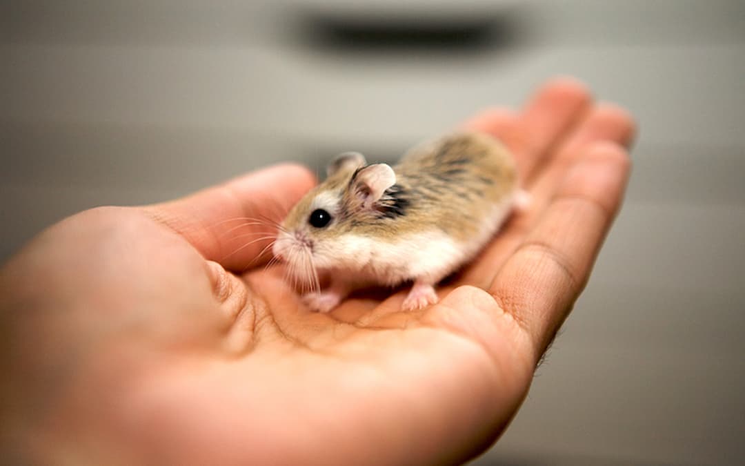 Cửa Hàng Pikapet Hamster Shop