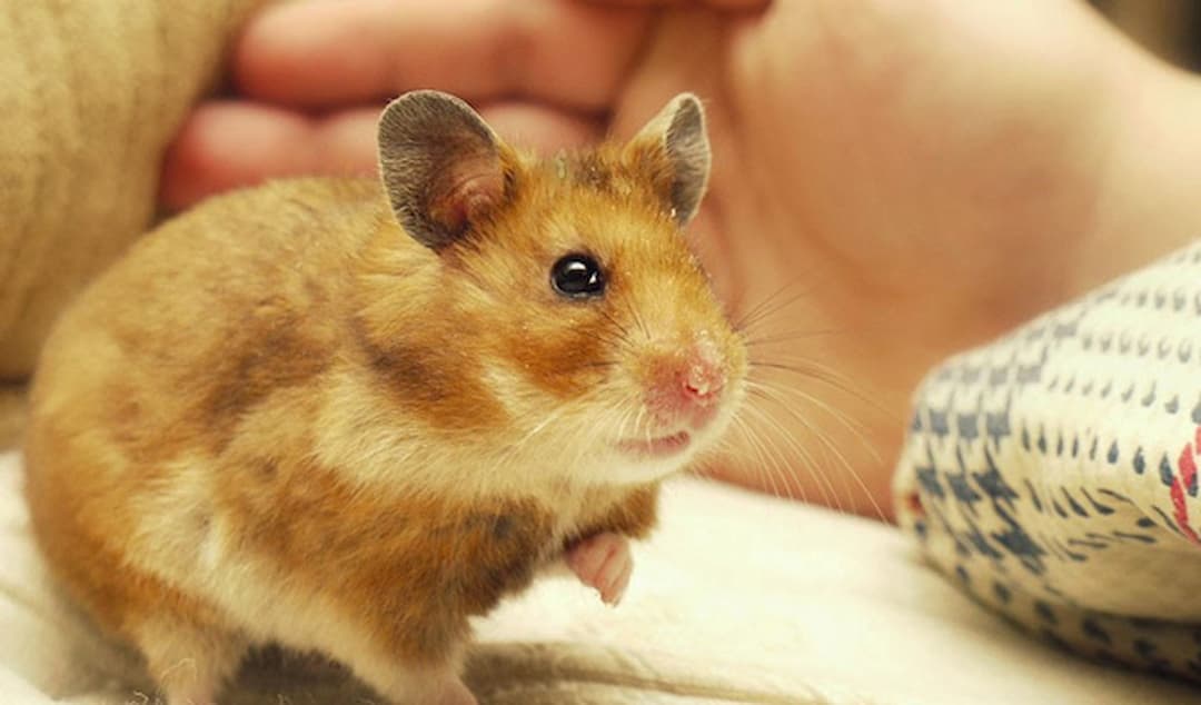 Chuột hamster campell