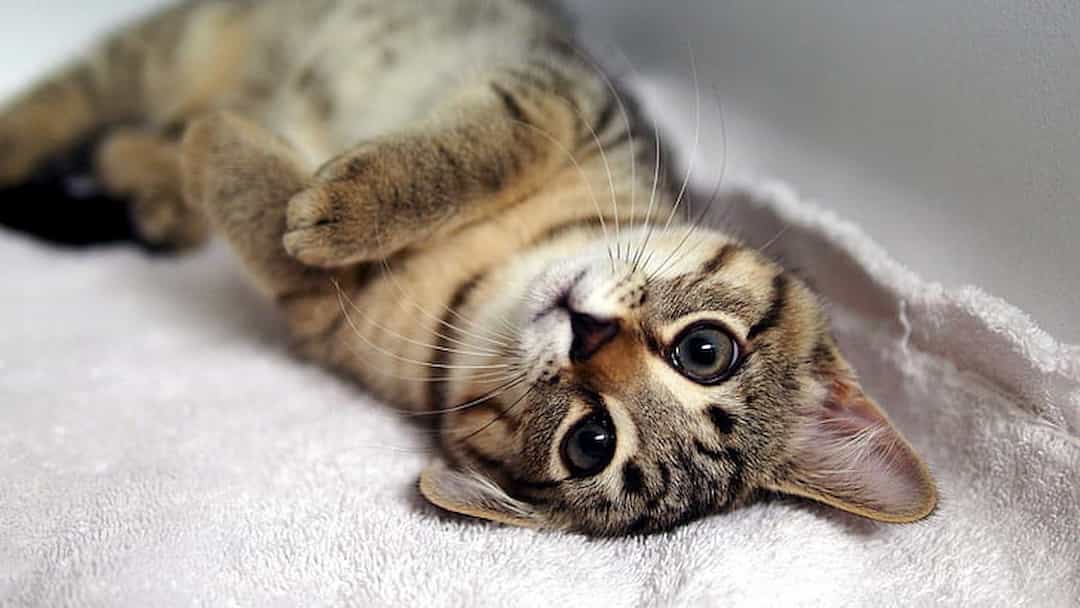 50 hình ảnh mèo mướp đẹp  Nomes de gatos Filhotes de gatos Animais  bonitos