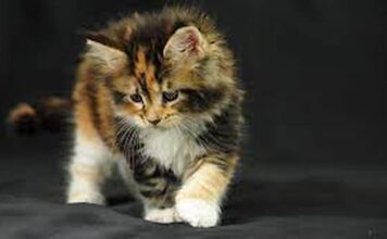 Mèo tam thể vào nhà là điềm gì? Làm gì khi mèo tam thể vào nhà? Mèo tam thể vào nhà