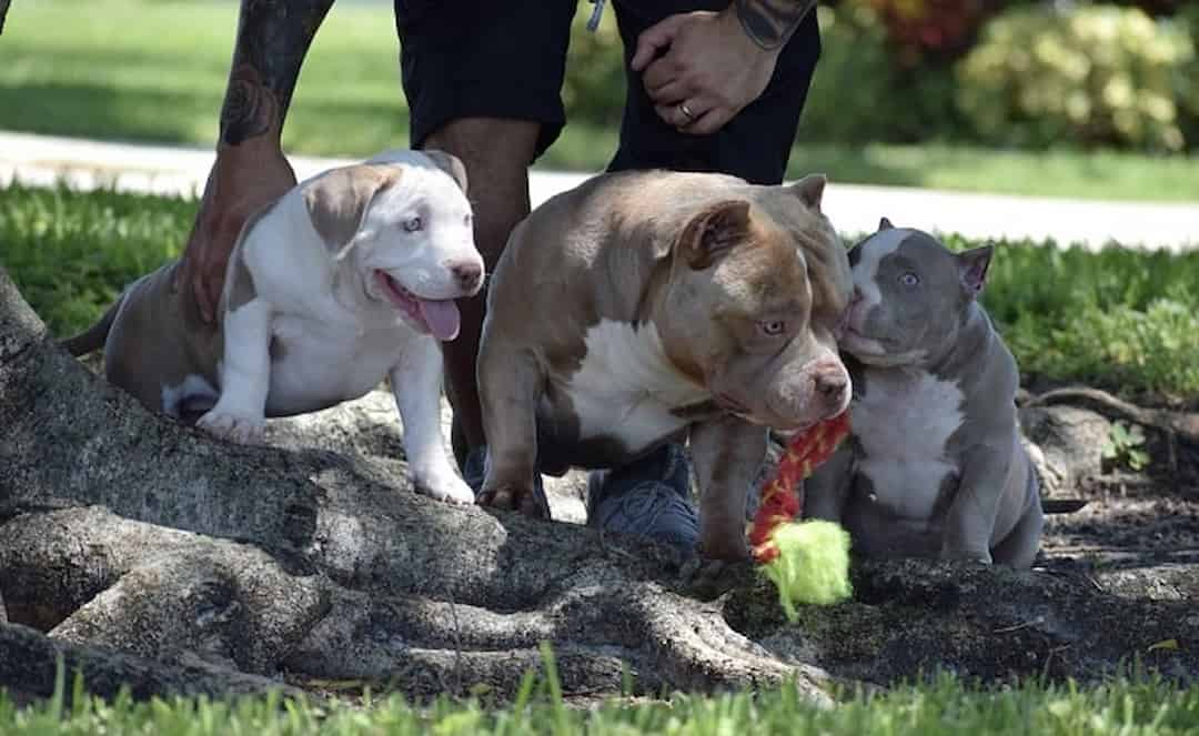 Huấn luyện chó Bully con hay bất cứ giống chó nào đòi hỏi chủ nuôi cần kiên nhẫn.