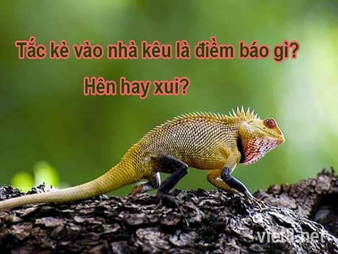 Tắc kè vào nhà kêu 4 tiếng