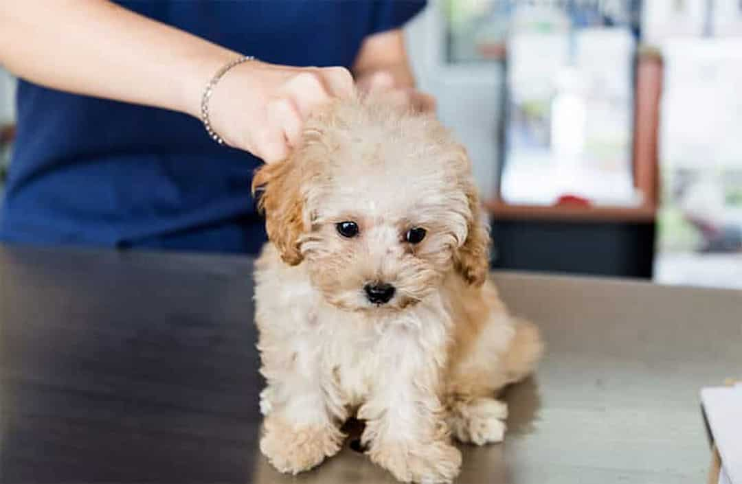 Poodle bị bệnh rụng lông có thể do chế độ ăn thiếu vitamin hay protein