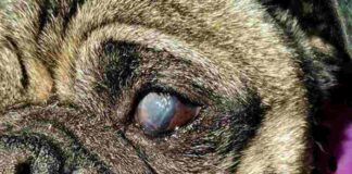 Các Bệnh Thường Gặp Ở Chó Pug & Cách Ngăn Ngừa Hiệu Quả Các bệnh thường gặp ở chó pug