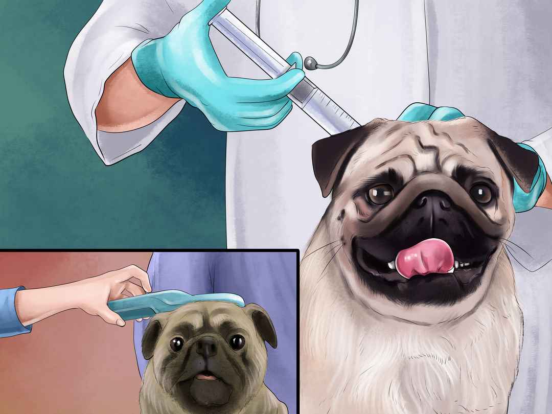 Cách phòng các bệnh thường gặp ở chó Pug