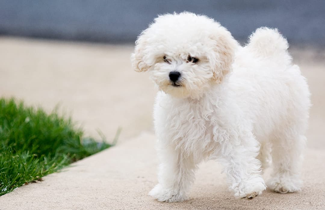 Các vấn đề sức khoẻ của chó Poodle