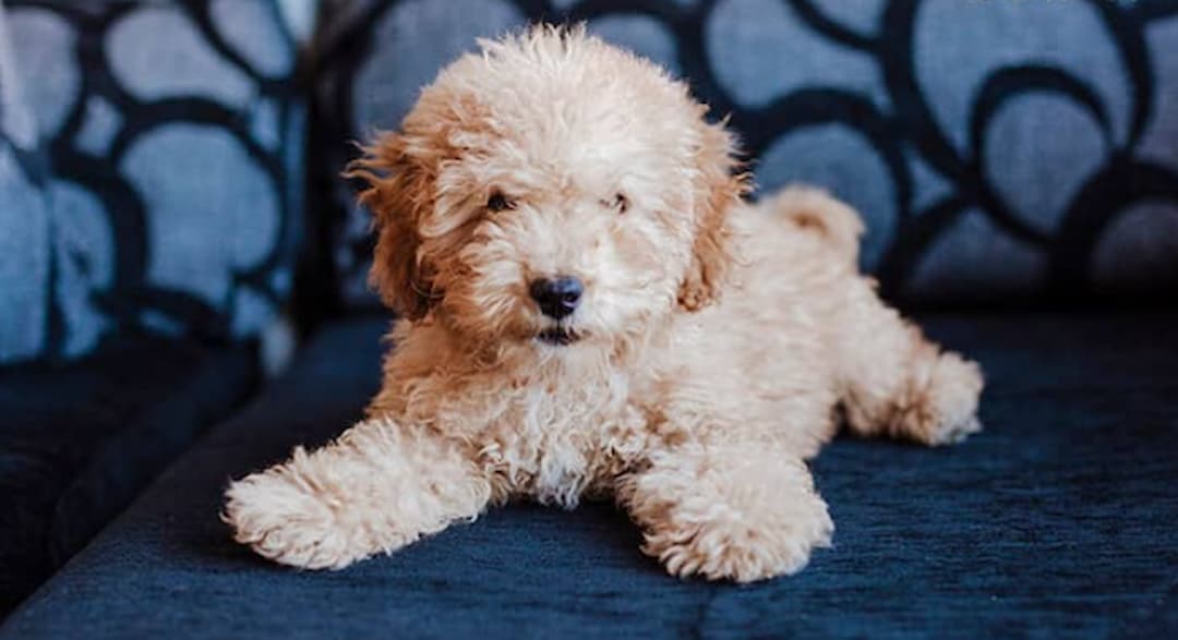 Hướng dẫn cách nuôi chó Poodle khỏe mạnh chi tiết từ A-Z