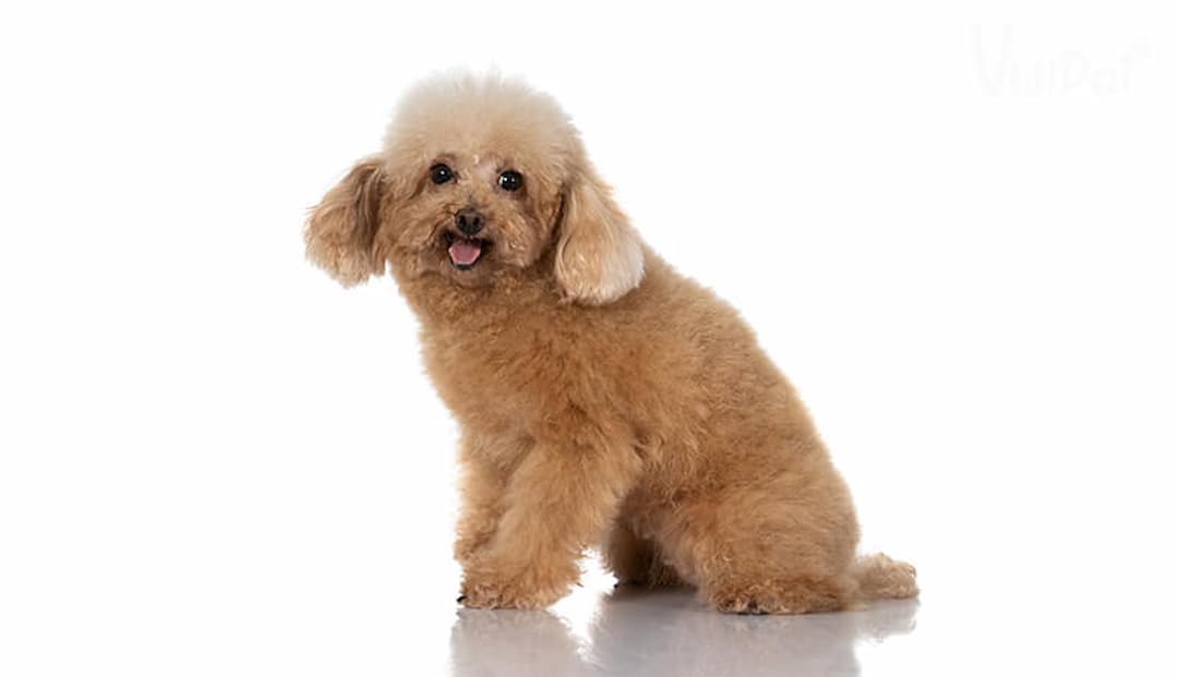 Thức ăn cho chó Poodle    