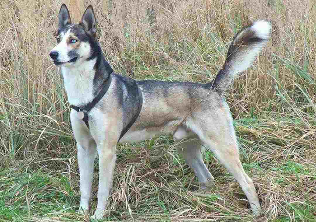 Chó Alaska được lai với Husky