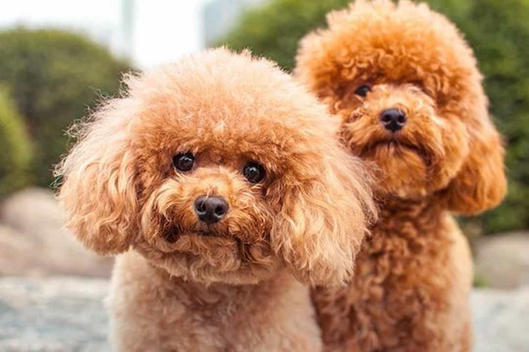 Một chú Poodle lai chó Golden