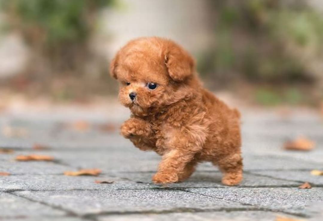 Các giống chó Poodle lai