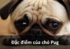 Đặc điểm của chó Pug: Ngoại hình, tính cách & lý do được yêu thích Tại Sao Chó Pug Là Một Trong Những Loài Được Yêu Thích Nhất?