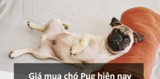 Giá mua chó Pug là bao nhiêu? Các yếu tố ảnh hường đến giá là gì? Tìm hiểu giá mua chó Pug hiện nay là bao nhiêu?
