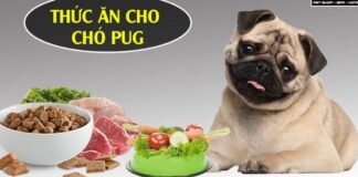 Lựa chọn thức ăn cho Chó Pug đảm bảo sức khoẻ – phát triển tốt Thức ăn cho chó Pug phổ biến