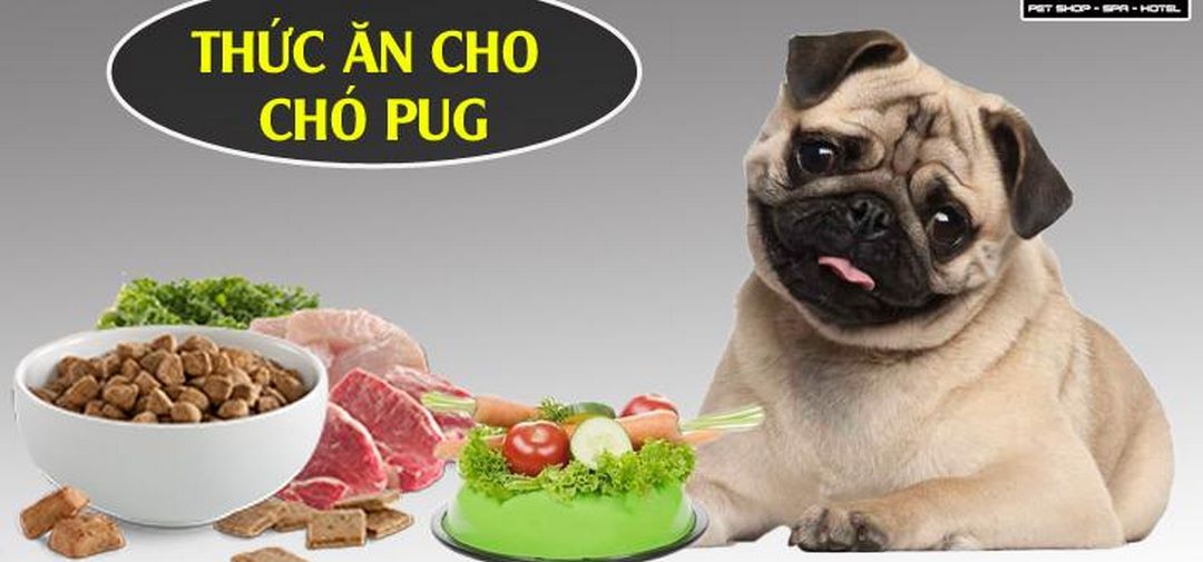Thức ăn cho chó Pug phổ biến