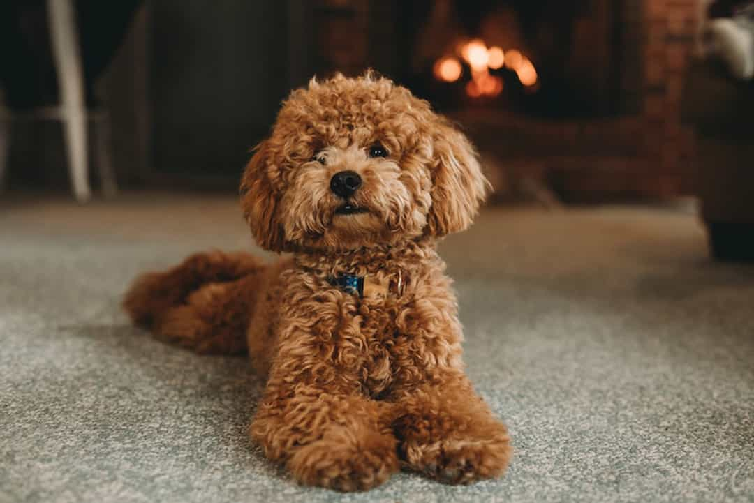 Chó Poodle sủa nhiều