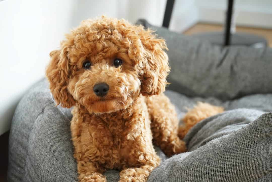 Không nên chiều chuộng Poodle quá đà