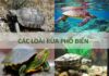 Các Loại Rùa Hiện Nay & Các Biện Pháp Bảo Vệ Loại Rùa Tìm hiểu về các loài rùa phổ biến nhất hiện nay